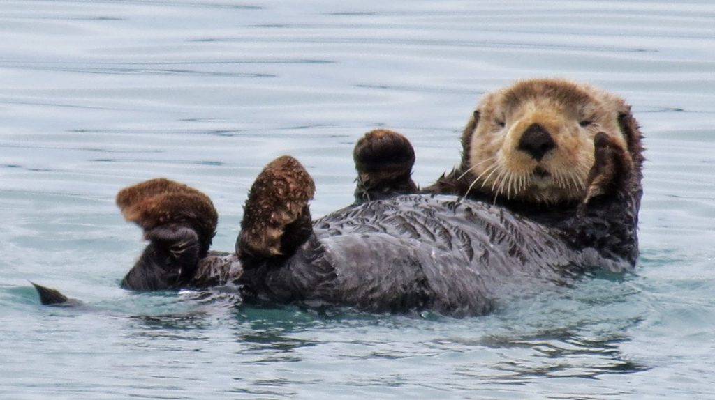 Otter Paws???… « The Villages